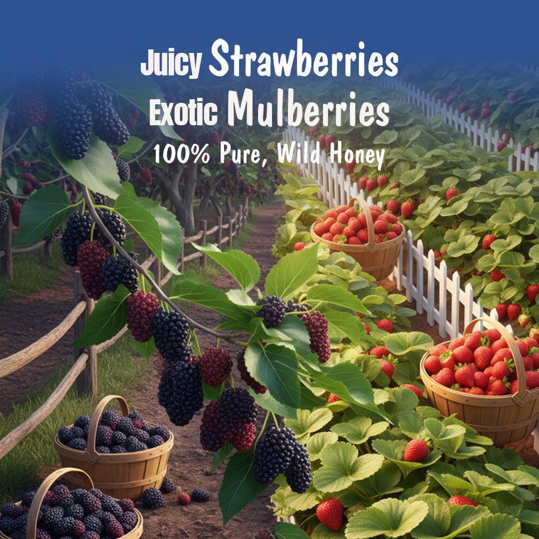 Assorted Pack of 3 | Blueberry Honey Jam + Mixed Berry Honey Jam + Strawberry Honey Jam (240g+240g+240g)| No refined sugar, No added preservatives